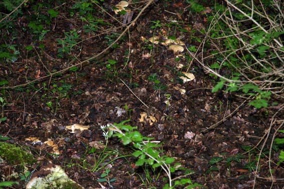 Escursione del 03-05-2007